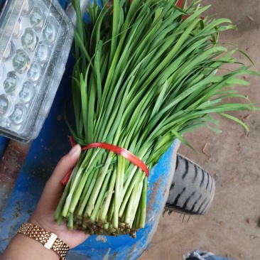 大量优质韭菜