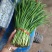 大量优质韭菜