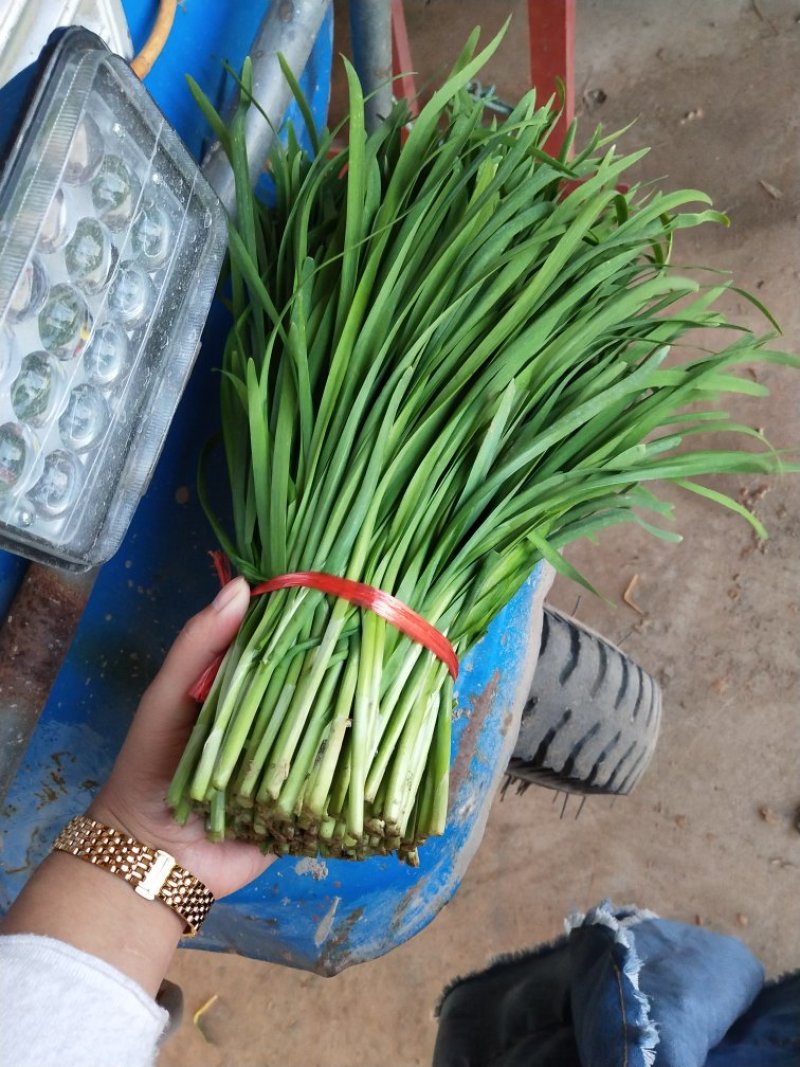 大量优质韭菜