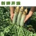 一级货两毛，现拔潍县萝卜水果萝卜潍县萝卜青萝卜大量供应