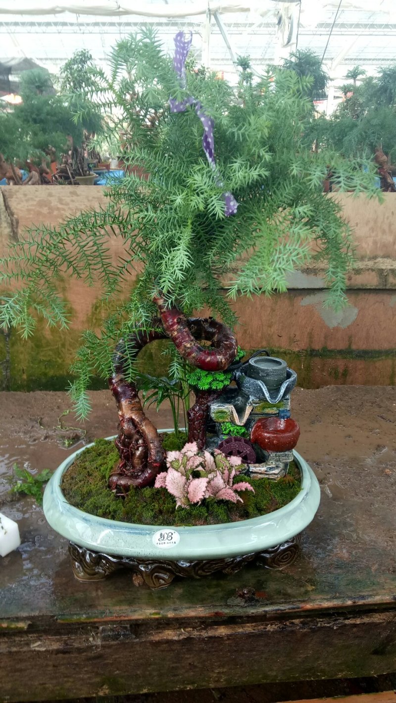 澳洲杉