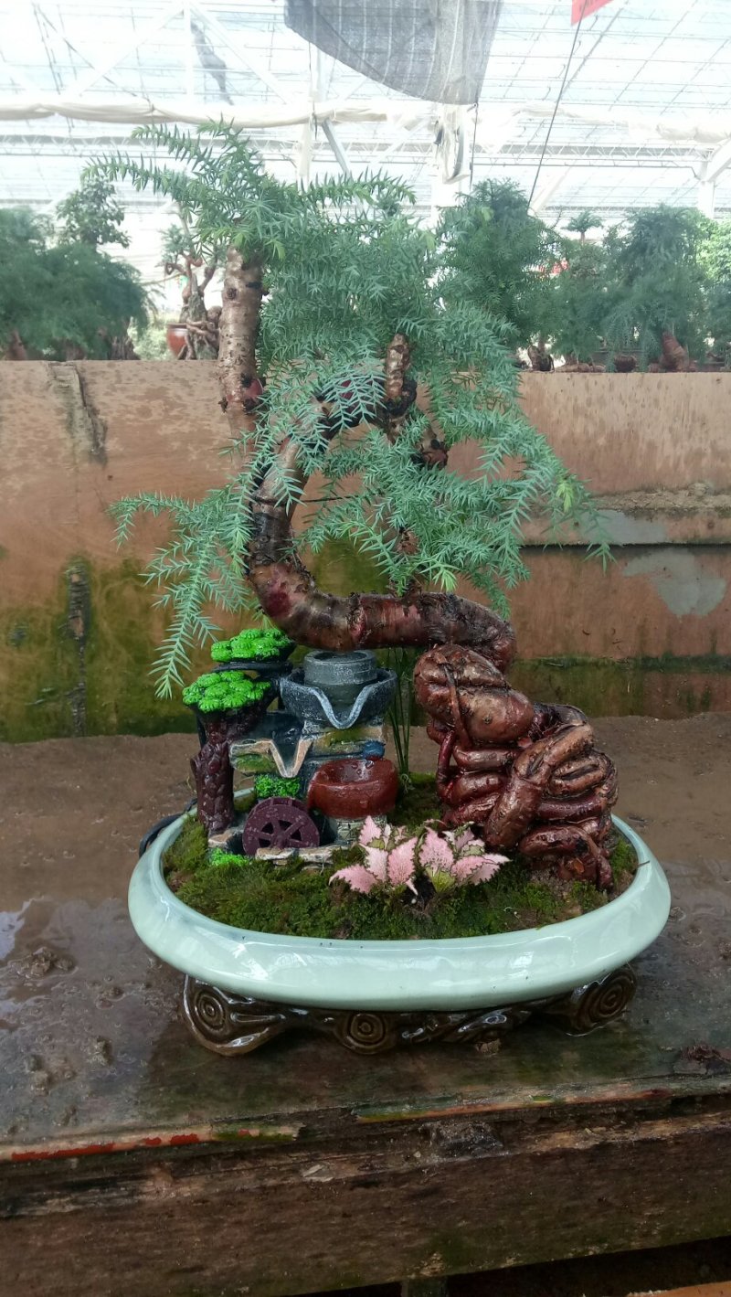 澳洲杉
