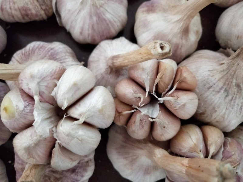 新品种无芯大蒜高产王，高产抗病抗重茬！基地培育招各乡镇代