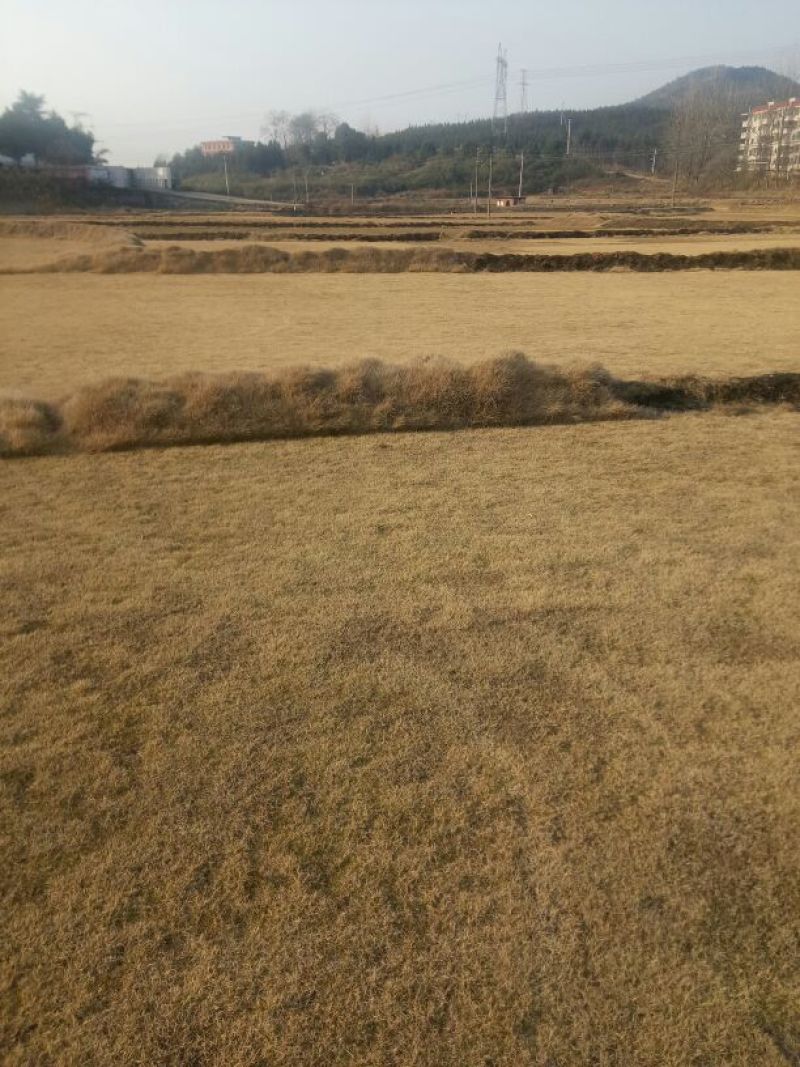 马尼拉草皮