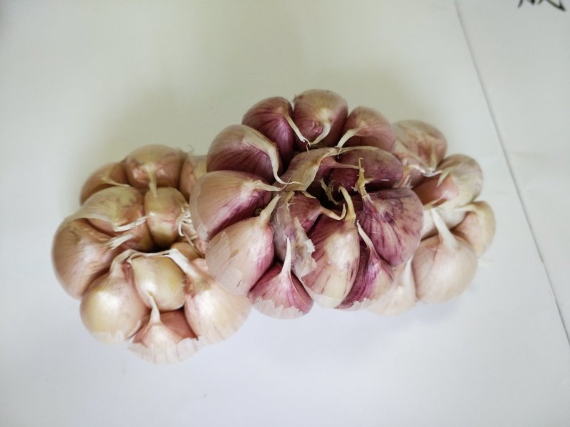 大蒜，红皮大蒜种子批发