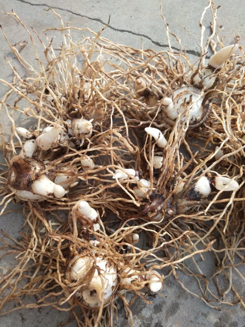 紫花，三叉白芨，块茎种子带牙头，去须根商品货都有。