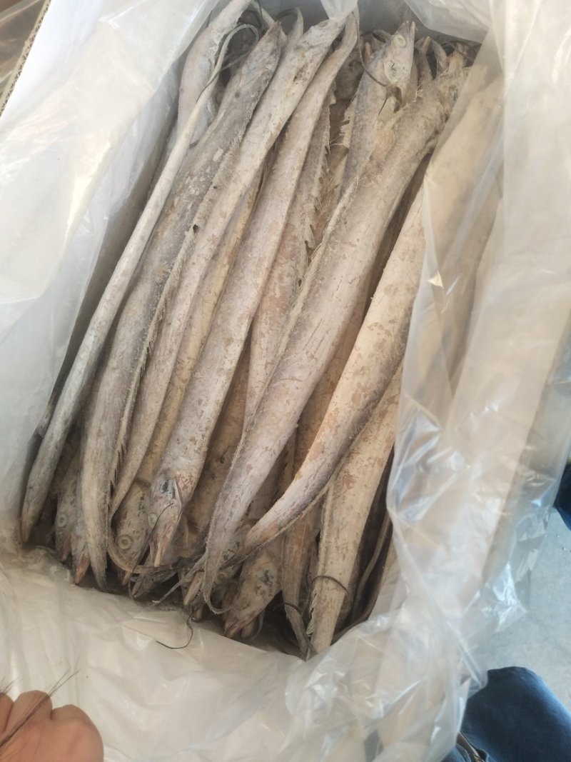 带鱼大小规格都有