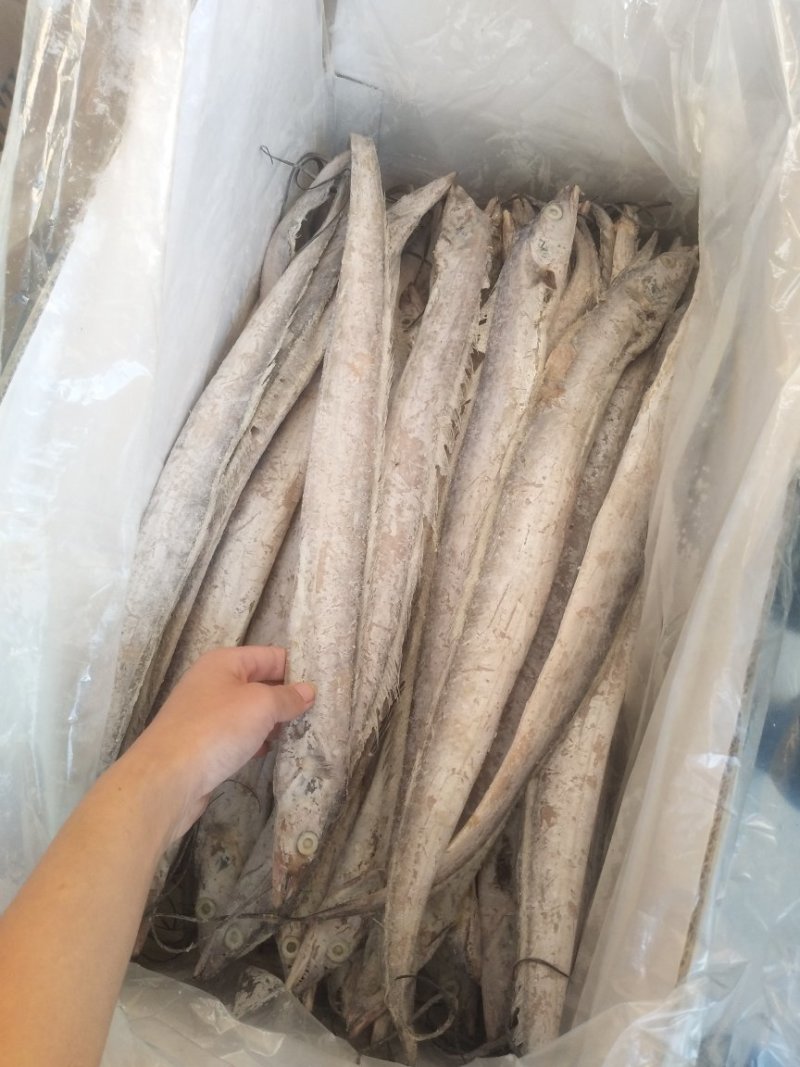 带鱼大小规格都有