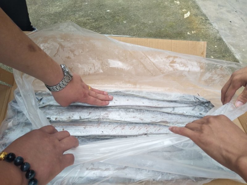 带鱼大小规格都有