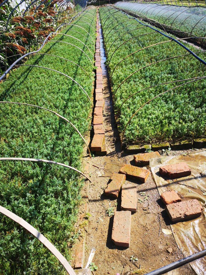 沙地柏扦插小苗