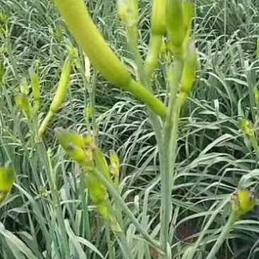 黄花菜苗