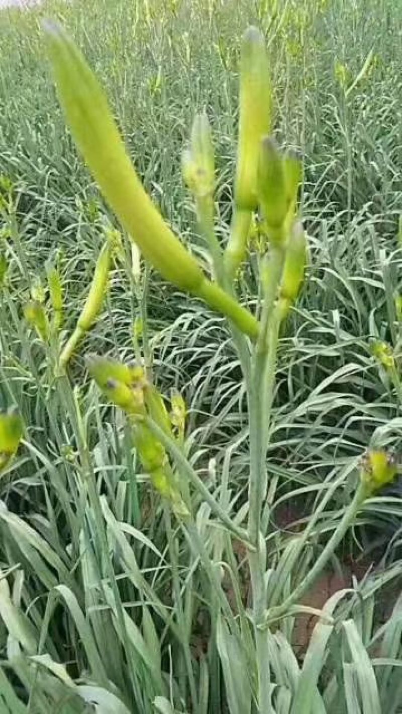 黄花菜苗