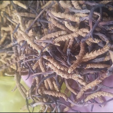 冬虫夏草，