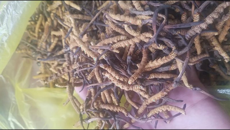 冬虫夏草，