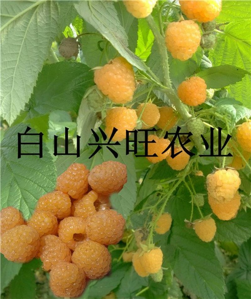 树莓苗黄树莓树莓种苗树莓干大果双季黄树莓苗