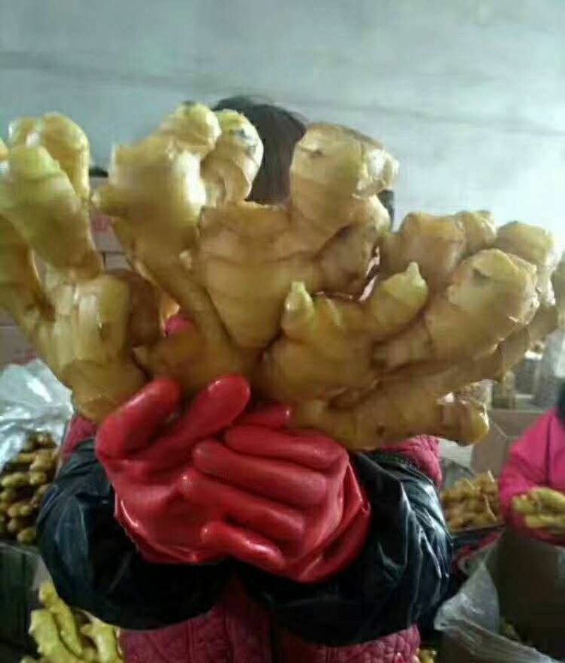 江苏生姜大黄姜，小黄姜，货源充足随到随装全国送货