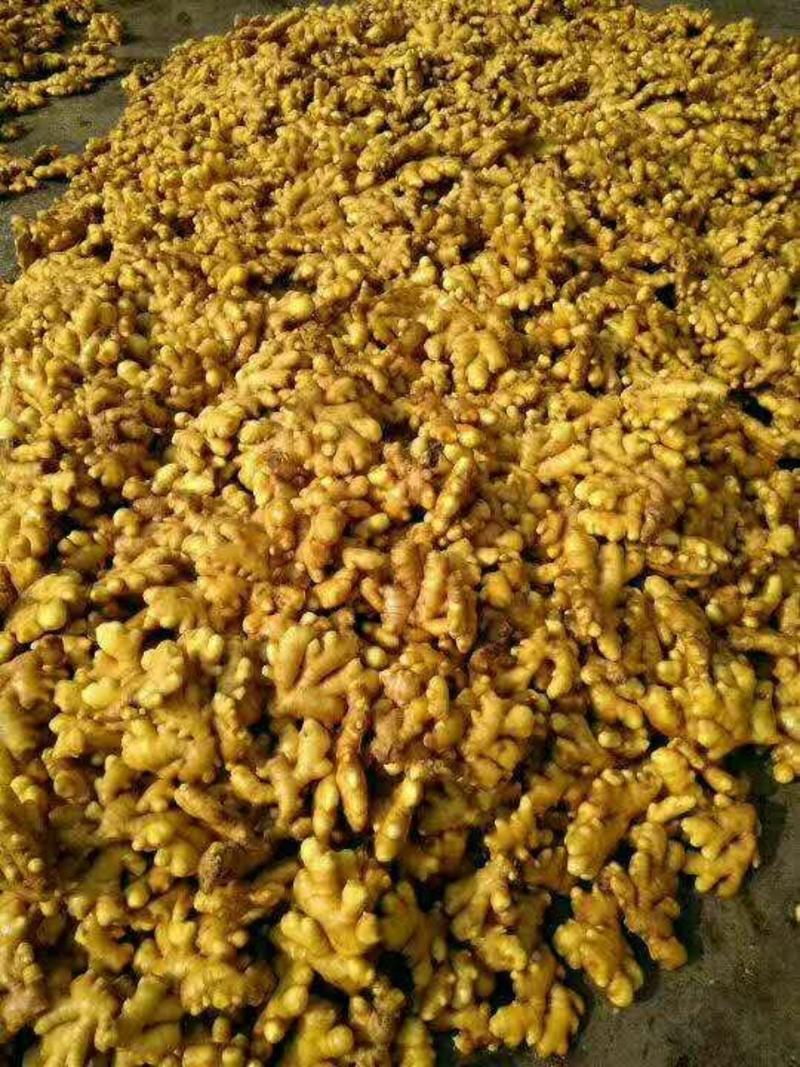 大黄姜保质保量常年供货每天上货30万斤