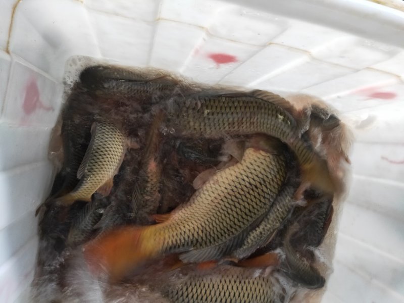 鲤鱼