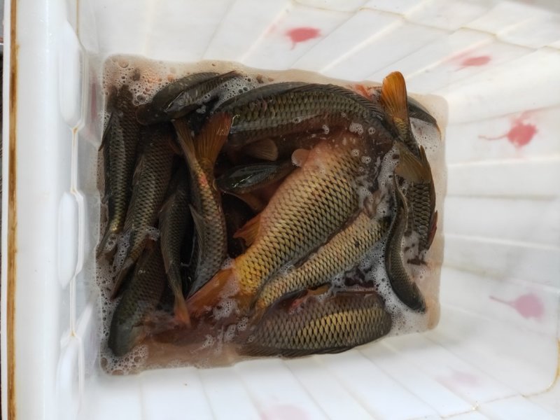 鲤鱼