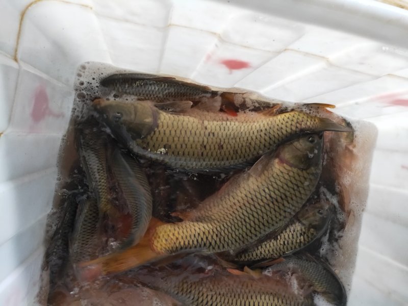 鲤鱼