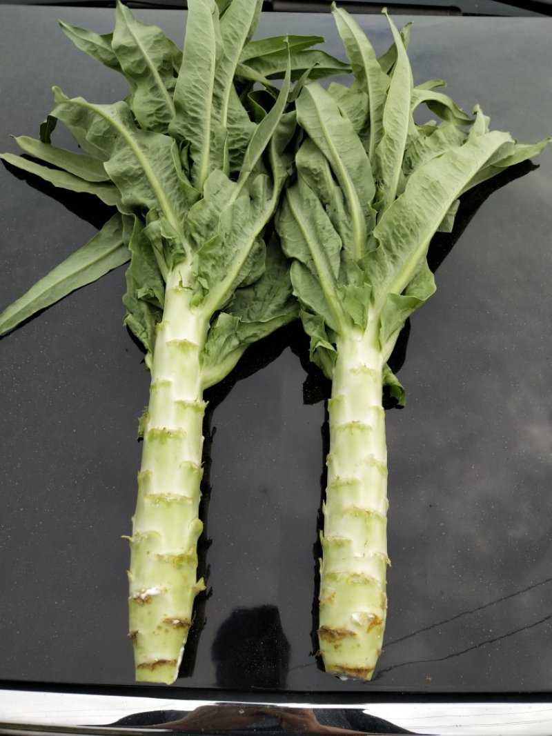 莴苣绿皮绿莴苣尖叶实心产地直供诚信经营