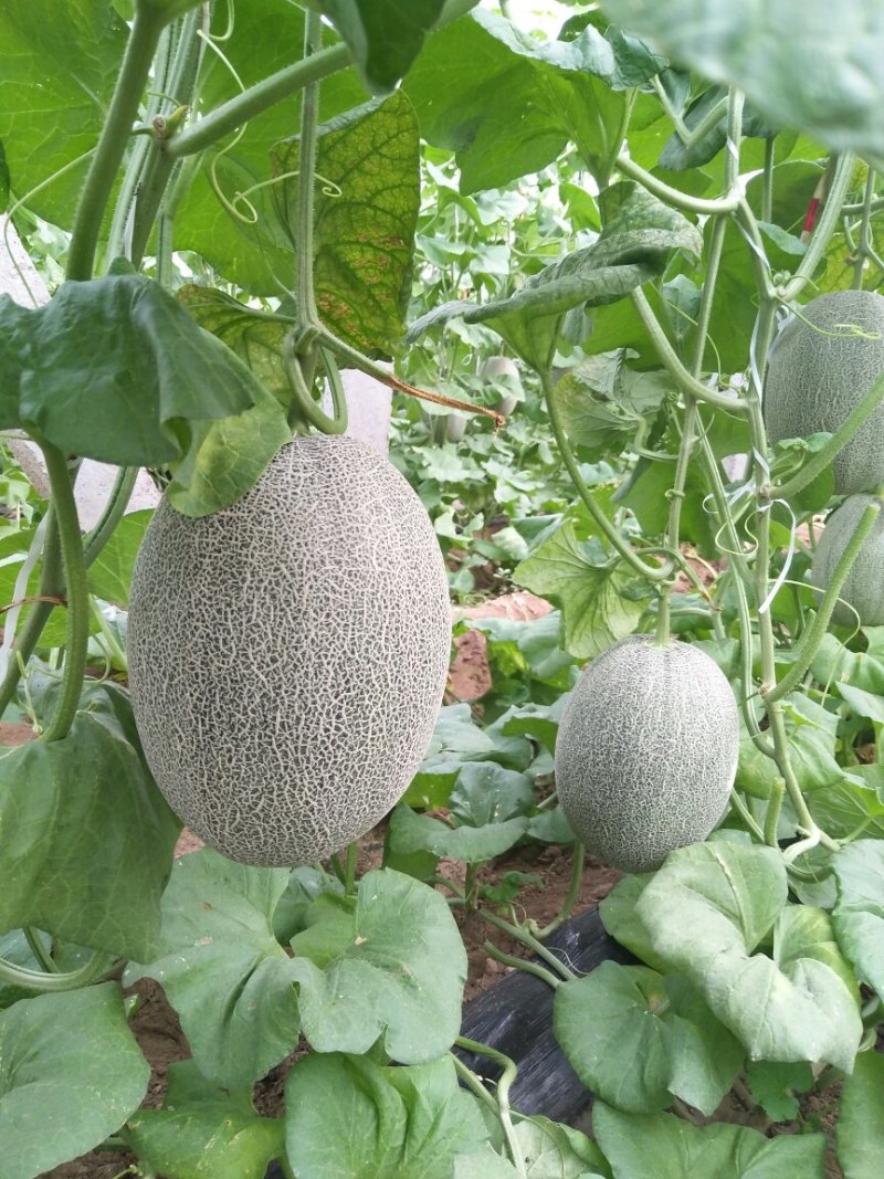 晓蜜25号，产地直供，新鲜釆摘，大量上市中