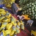 晓蜜25号，产地直供，新鲜釆摘，大量上市中