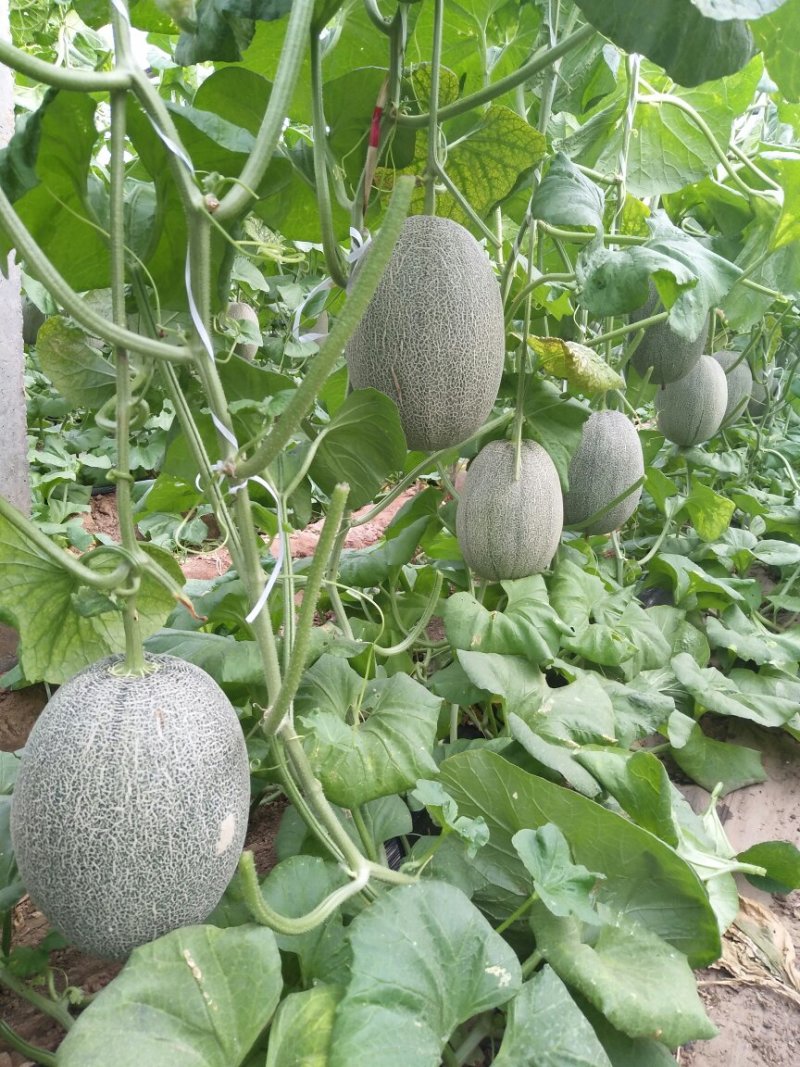 晓蜜25号，产地直供，新鲜釆摘，大量上市中