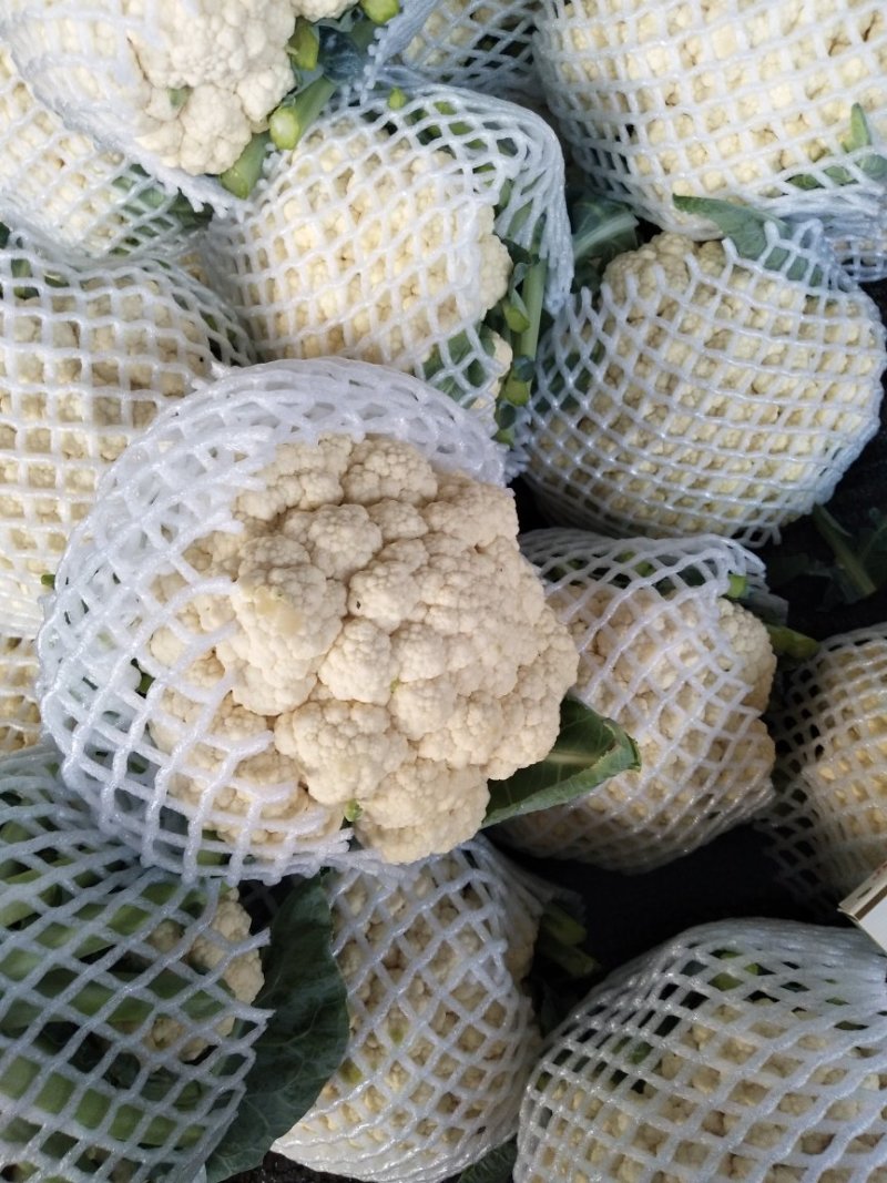 菜花支持找车，专业代办，精诚合作，保质保量，