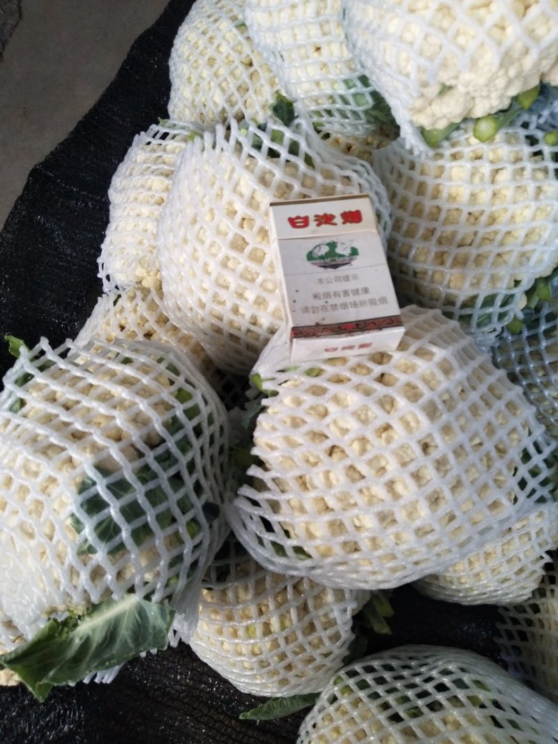 菜花支持找车，专业代办，精诚合作，保质保量，