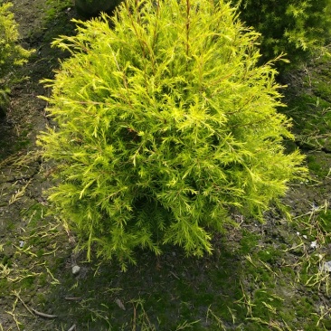 大量供应