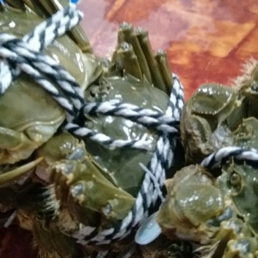 阳澄湖大闸蟹精品
