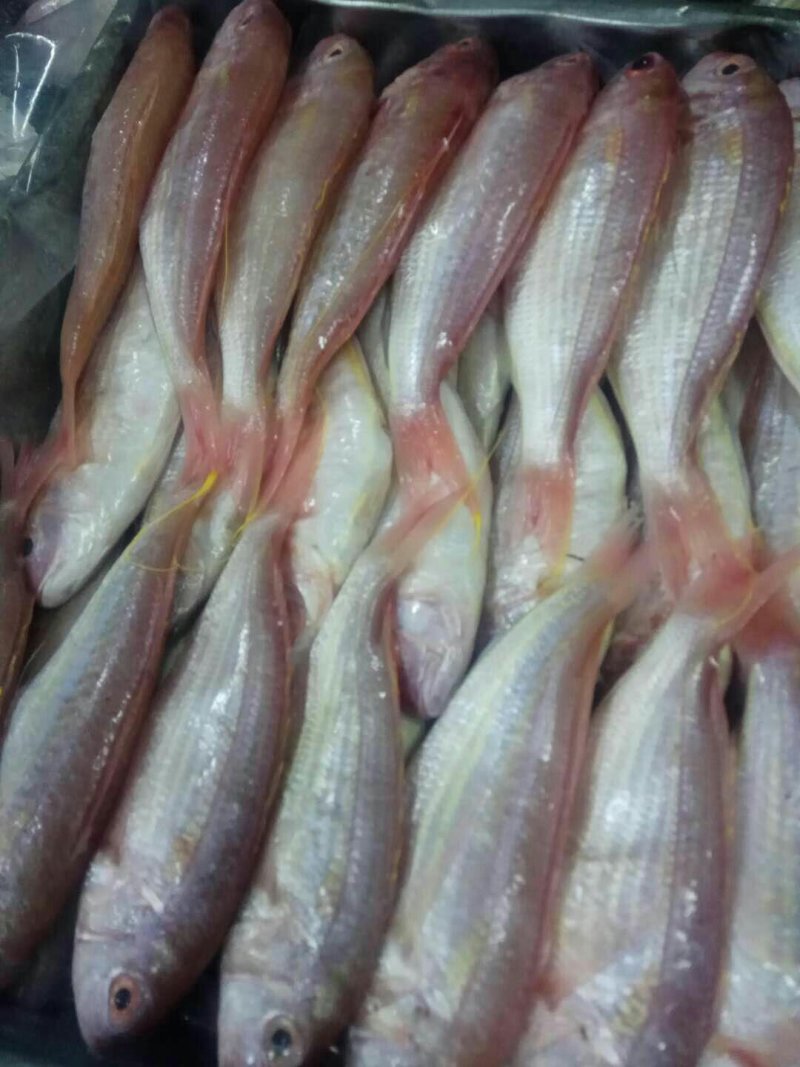 金线鱼规格齐全