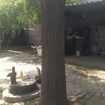 出售3----12公分老式国槐，各种规格，各种质量都有