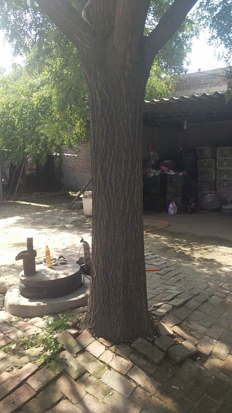 出售3----12公分老式国槐，各种规格，各种质量都有