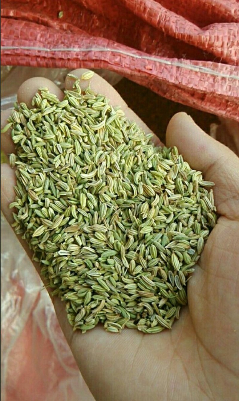 茴香小茴香甘肃小茴香批发甘肃玉门花海小茴香味道好