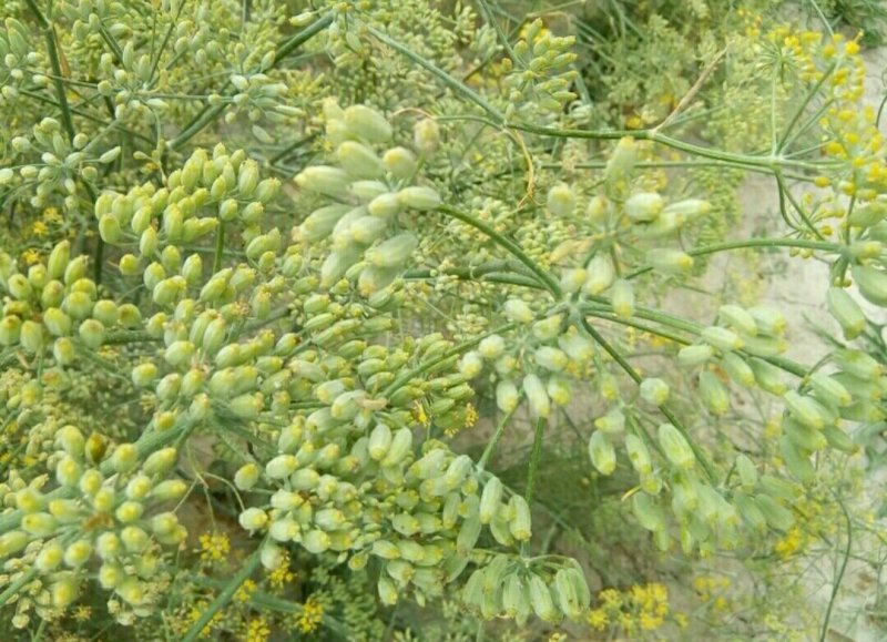 茴香小茴香甘肃小茴香批发甘肃玉门花海小茴香味道好