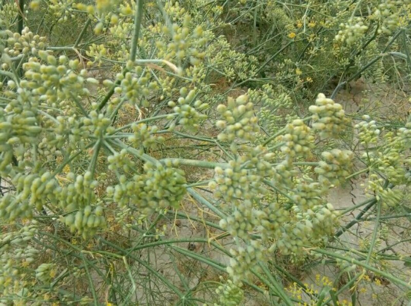 茴香小茴香甘肃小茴香批发甘肃玉门花海小茴香味道好