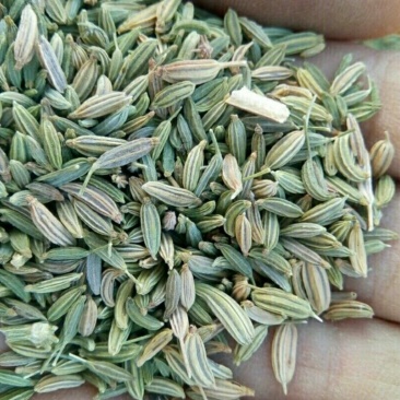 茴香小茴香甘肃小茴香批发甘肃玉门花海小茴香味道好