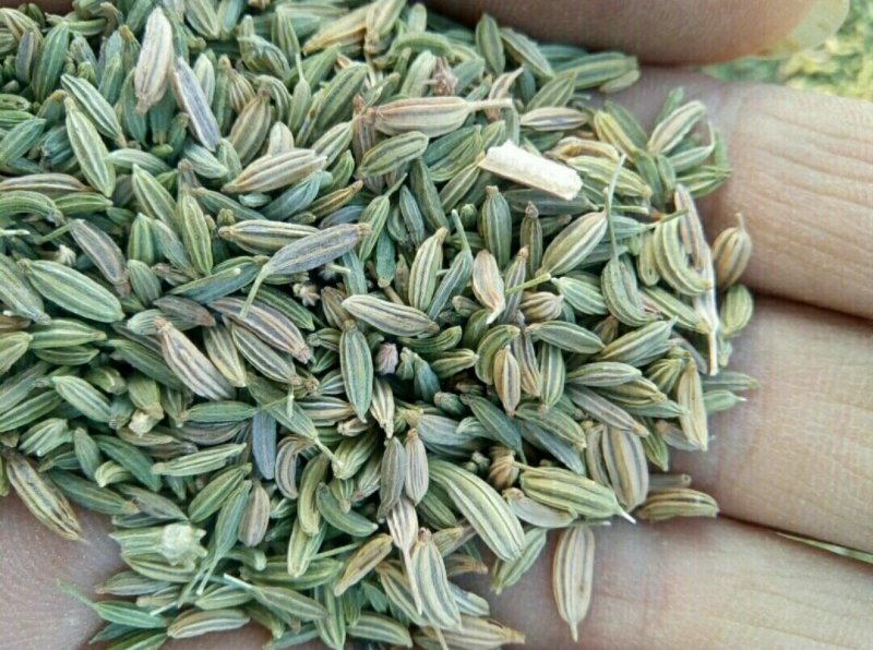 茴香小茴香甘肃小茴香批发甘肃玉门花海小茴香味道好