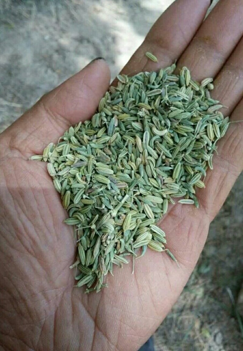 茴香小茴香甘肃小茴香批发甘肃玉门花海小茴香味道好