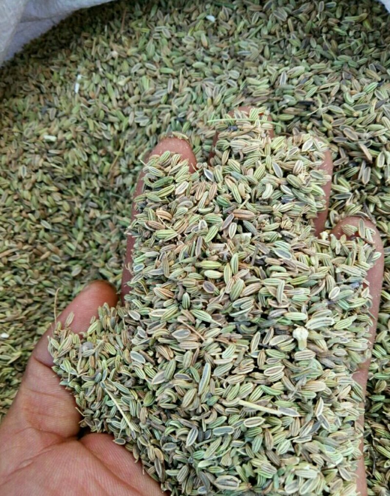 茴香小茴香甘肃小茴香批发甘肃玉门花海小茴香味道好