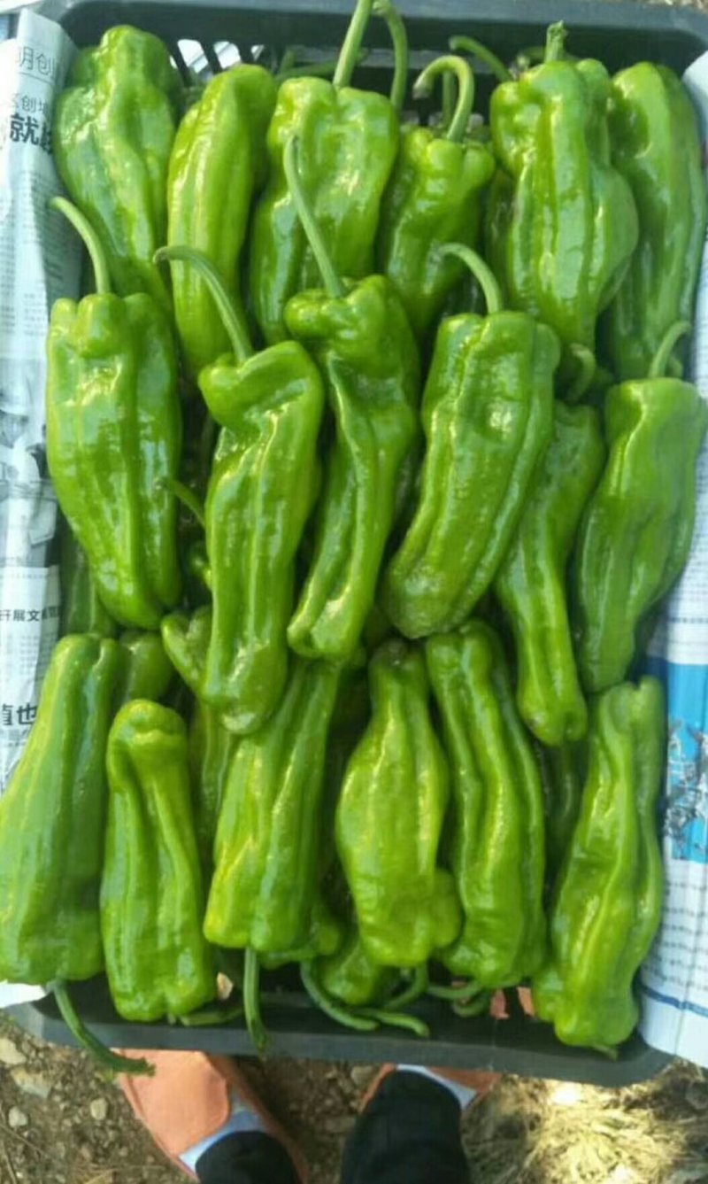 山东优质薄皮椒15cm-20cm青微辣