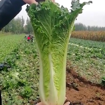 秋绿60白菜（青麻叶）产地批发，价格从优