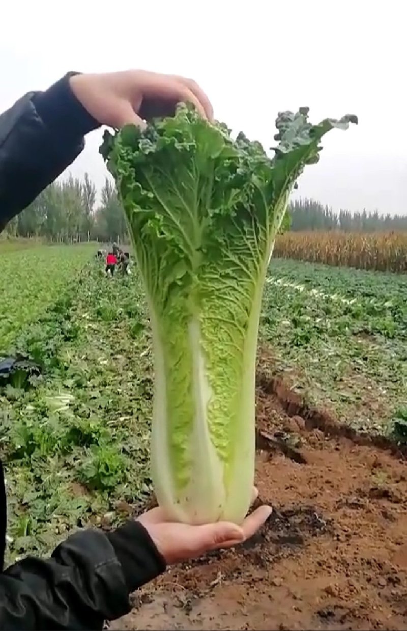 秋绿60白菜（青麻叶）产地批发，价格从优