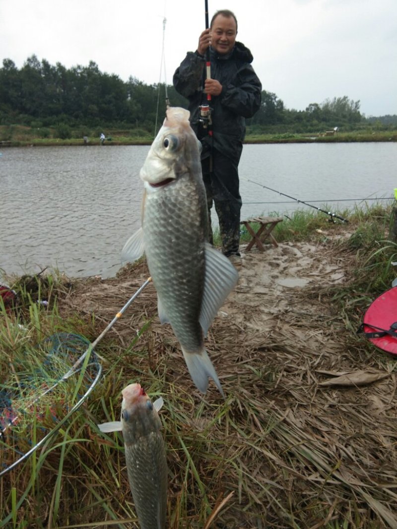【原塘养殖】优质草鱼规格齐全皮毛好吊水鱼