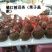 橘红普洱茶（果子盖款）每个约150至220克之间