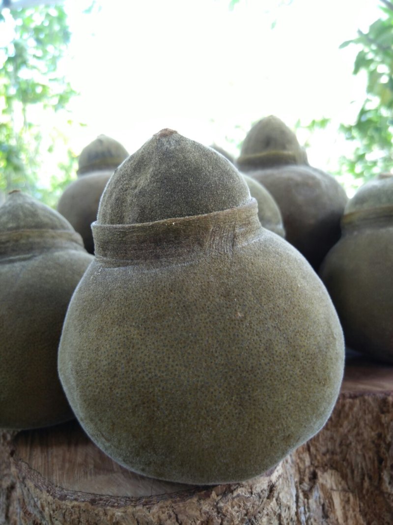 橘红普洱茶（果子盖款）每个约150至220克之间