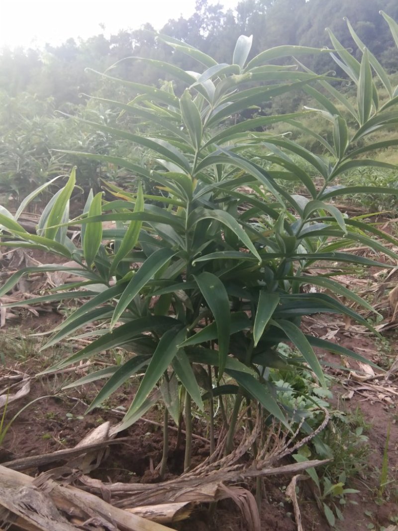 黄精种苗姜型多花四季不倒苗甜黄精，块茎苗产量高成活率好。
