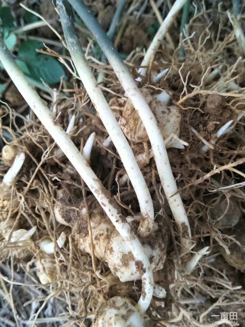 黄精种苗姜型多花四季不倒苗甜黄精，块茎苗产量高成活率好。